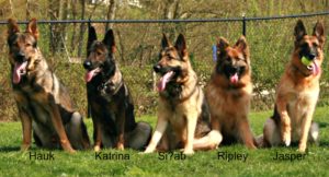 5 GSDs in a row